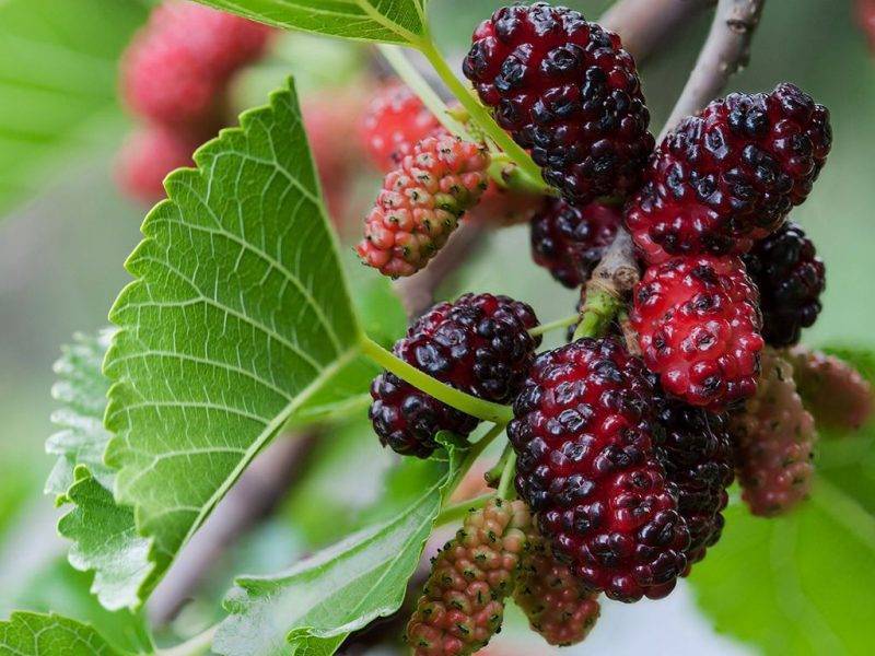 Шелковица купить саженцы из питомнике в Подольске