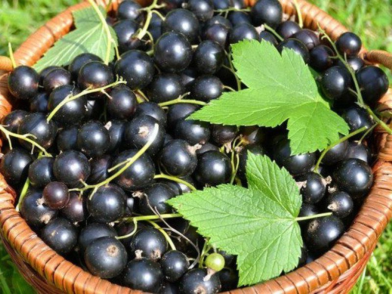 Смородина купить саженцы из питомника в Подольске