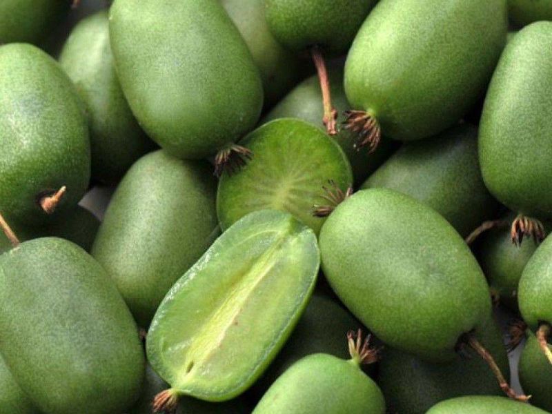 Актинидия купить саженцы из питомнике в Подольске