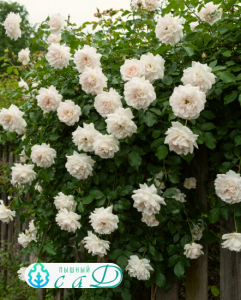 Роза "АЛЯСКА"