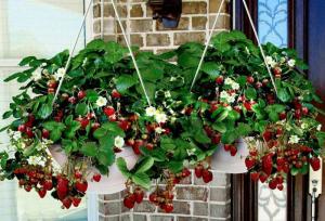 Клубника ампельная (вьющаяся), 7 шт в упаковке